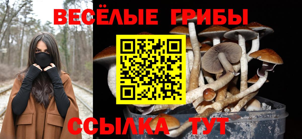 Псилоцибиновые грибы Cubensis  Псилоцибиновые грибы Psilocybe  Вход с VPN  где продают   Пенза 